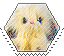 scruff a luvs bunny hexagonal stamp