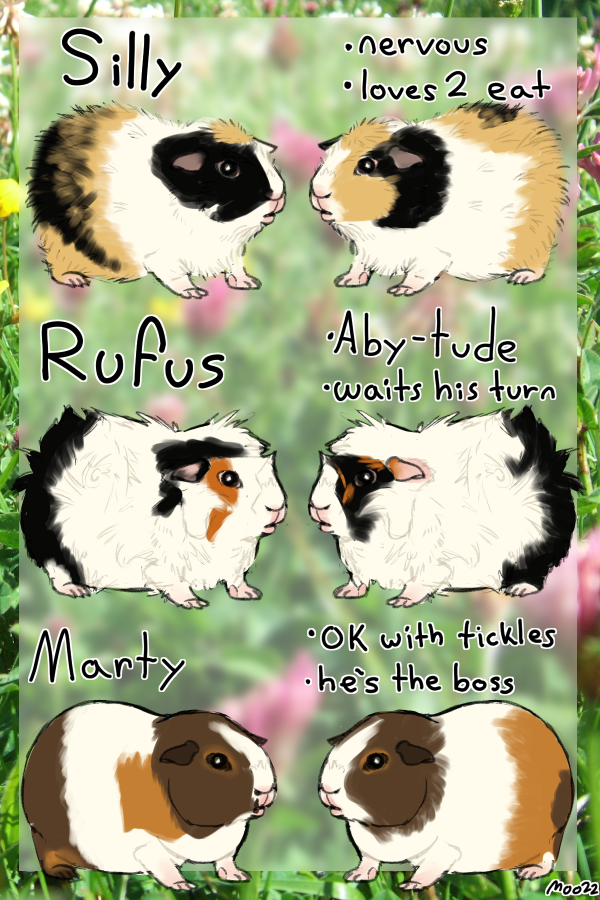 Left and right side references of three guinea pigs. From top to bottom: a puffy yellow, black, and white guinea pig captioned 'Silly: Nervous. Loves to eat.'; a fluffy black and white guinea pig with splashes of red around the face, captioned 'Rufus: Aby-tude. Waits his turn.'; and a smooth brown and white guinea pig captioned 'Marty: OK with tickles. He's the boss.'