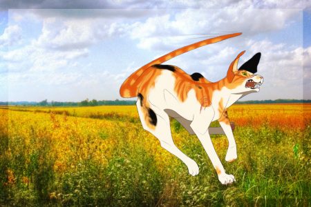 A lanky, snarling calico cat sprints through a sunny field.