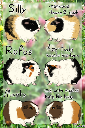 Left and right side references of three guinea pigs. From top to bottom: a puffy yellow, black, and white guinea pig captioned 'Silly: Nervous. Loves to eat.'; a fluffy black and white guinea pig with splashes of red around the face, captioned 'Rufus: Aby-tude. Waits his turn.'; and a smooth brown and white guinea pig captioned 'Marty: OK with tickles. He's the boss.'