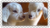 two baby goats stamp