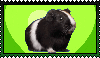 black guinea pig on a green stamp